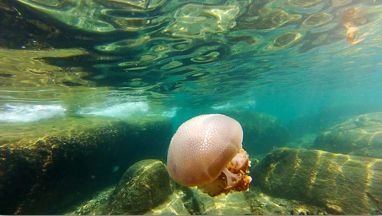 reef