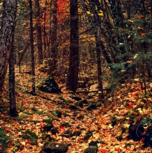 sedona-arizona-oak-creek-canyon-west-fork