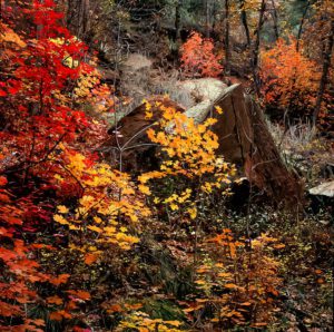 sedona-arizona-oak-creek-canyon-west-fork-fall-colors